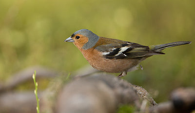 Comprometerse con la biodiversidad