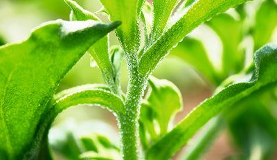 Pasión por el vegetal